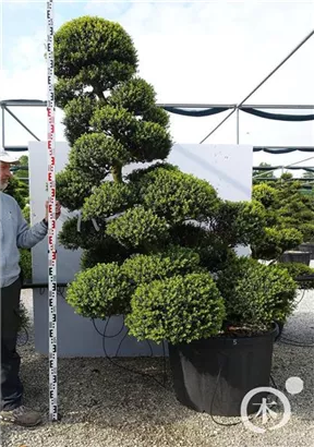 Japan-Stechpalme - Ilex crenata