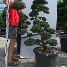 Ilex crenata, Gartenbonsai YT32A - 130