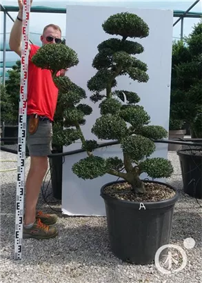 Japan-Stechpalme - Ilex crenata