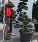 Japan-Stechpalme - Ilex crenata