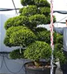 Japan-Stechpalme - Ilex crenata