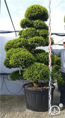Japan-Stechpalme - Ilex crenata