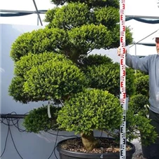 Ilex crenata, Gartenbonsai MRXLn4 - 180