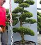 Japan-Stechpalme - Ilex crenata