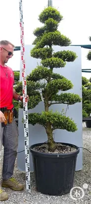 Japan-Stechpalme - Ilex crenata