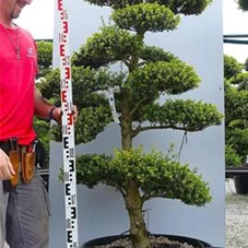 Ilex crenata, Gartenbonsai M5D - 170