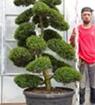 Japan-Stechpalme - Ilex crenata
