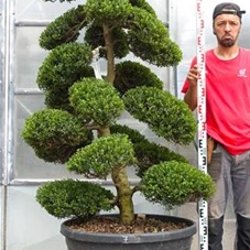 Ilex crenata, Gartenbonsai M28n7 - 180