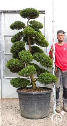 Japan-Stechpalme - Ilex crenata