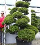 Japan-Stechpalme - Ilex crenata