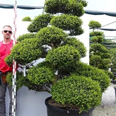 Ilex crenata, Gartenbonsai MRLn5 - 170