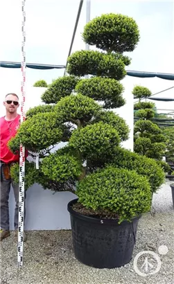 Japan-Stechpalme - Ilex crenata