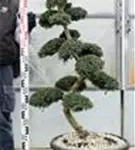 Japan-Stechpalme - Ilex crenata