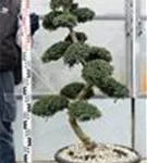 Japan-Stechpalme - Ilex crenata