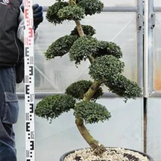 Ilex crenata, Gartenbonsai SK8n23 - 110