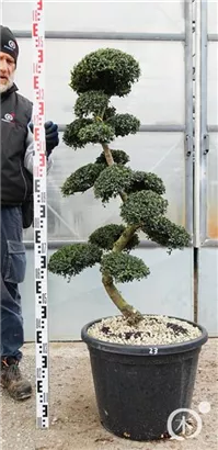Japan-Stechpalme - Ilex crenata