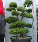 Japan-Stechpalme - Ilex crenata