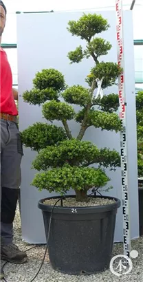 Japan-Stechpalme - Ilex crenata