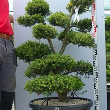 Ilex crenata, Gartenbonsai SK1n21 - 120