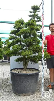 Japan-Stechpalme - Ilex crenata
