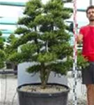 Japan-Stechpalme - Ilex crenata