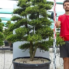 Ilex crenata, Gartenbonsai SK14n16 - 170