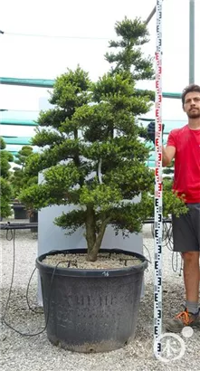 Japan-Stechpalme - Ilex crenata