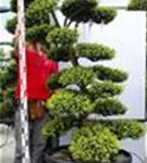 Japan-Stechpalme - Ilex crenata