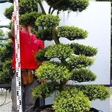 Ilex crenata, Gartenbonsai M4n4 - 180