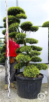 Japan-Stechpalme - Ilex crenata