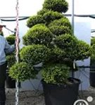 Japan-Stechpalme - Ilex crenata