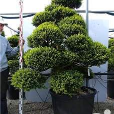 Ilex crenata, Gartenbonsai MRXLn3 - 180