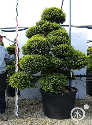 Japan-Stechpalme - Ilex crenata