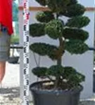 Japan-Stechpalme - Ilex crenata