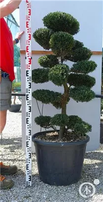 Japan-Stechpalme - Ilex crenata