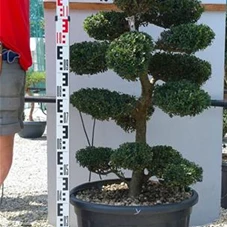 Ilex crenata, Gartenbonsai M44Y - 110