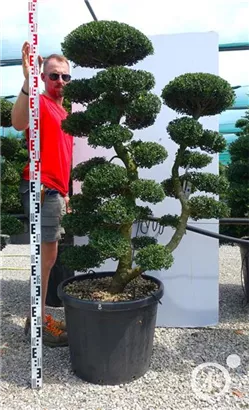 Japan-Stechpalme - Ilex crenata