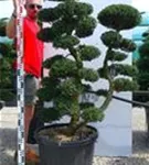 Japan-Stechpalme - Ilex crenata