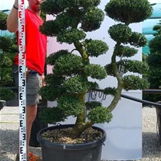 Ilex crenata, Gartenbonsai YT32B - 120