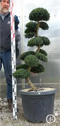 Japan-Stechpalme - Ilex crenata