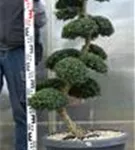 Japan-Stechpalme - Ilex crenata