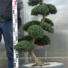 Ilex crenata, Gartenbonsai SK8n16 - 110
