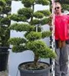 Japan-Stechpalme - Ilex crenata