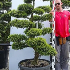 Ilex crenata, Gartenbonsai M5A - 170