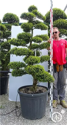 Japan-Stechpalme - Ilex crenata