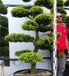 Japan-Stechpalme - Ilex crenata