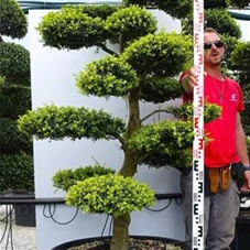 Ilex crenata, Gartenbonsai M4n3 - 190