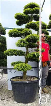 Japan-Stechpalme - Ilex crenata