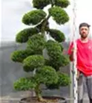 Japan-Stechpalme - Ilex crenata