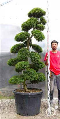 Japan-Stechpalme - Ilex crenata